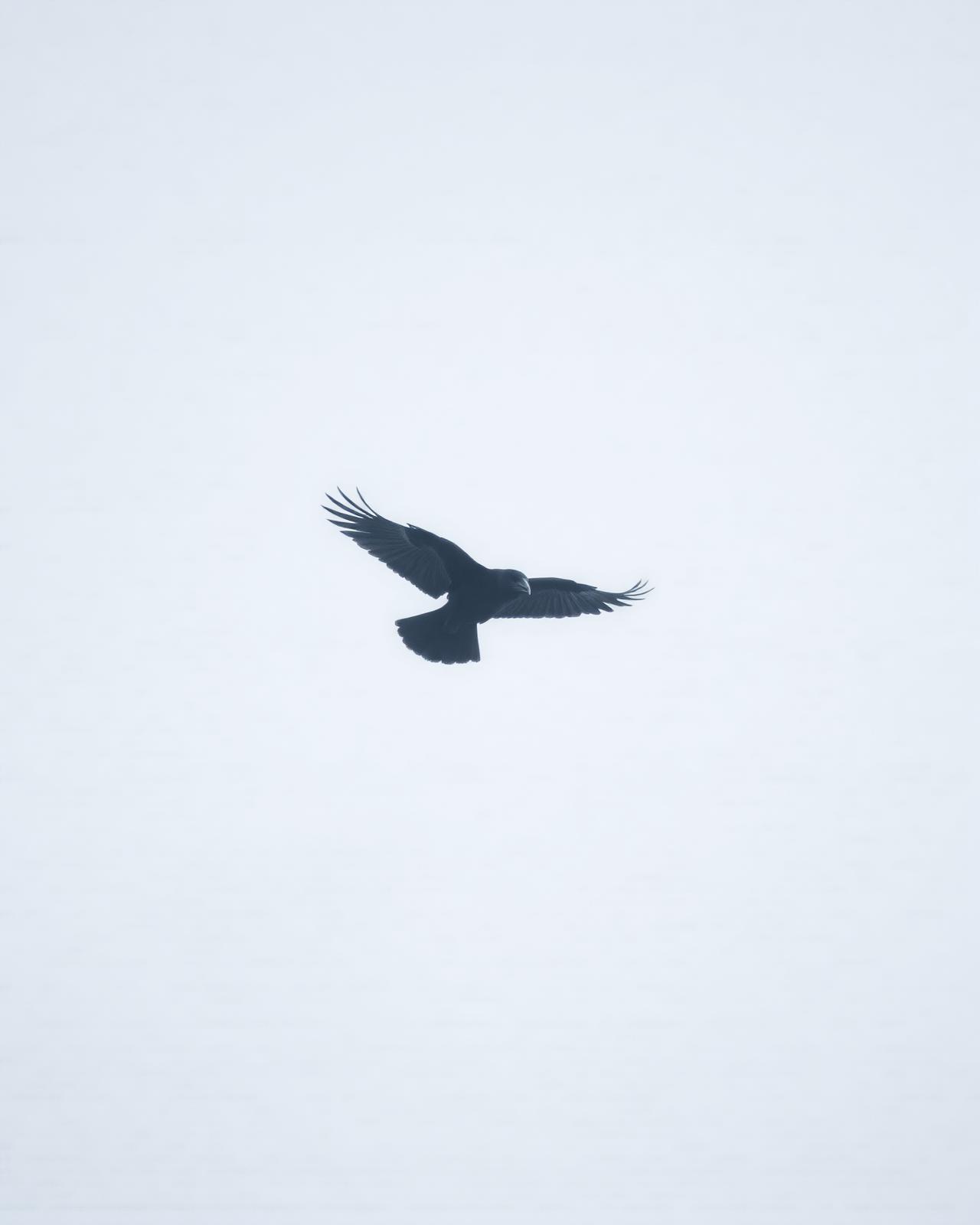 Single raven silhouette against pale Nordic mist